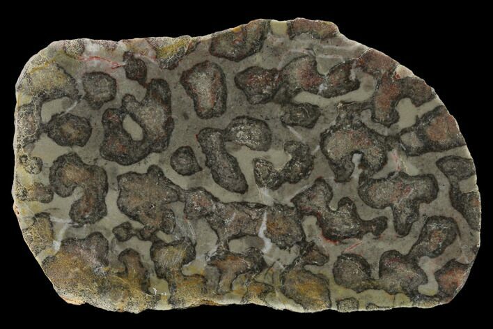 Polished Linella Avis Stromatolite Slab - Million Years #130617